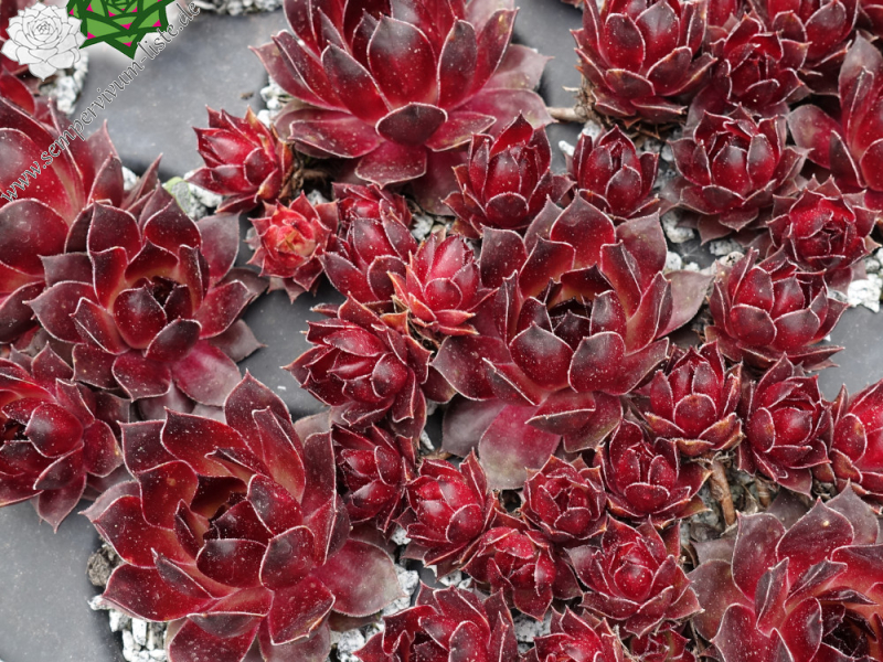 Herzensschöner (NNG25)