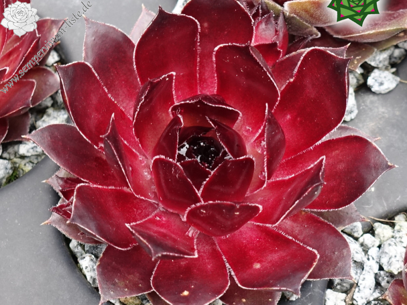 Herzensschöner (NNG25)