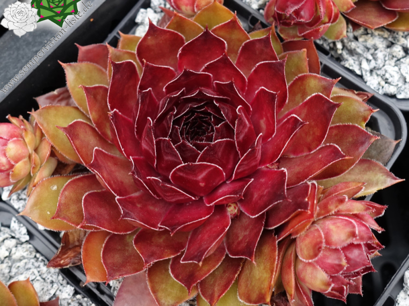 Herzensschöner (NNG25)