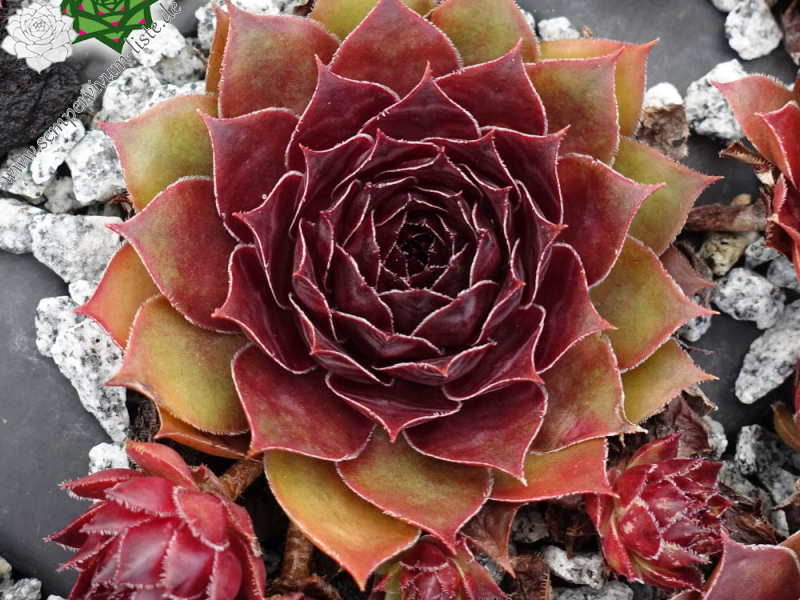 Herzensschöner (NNG25)