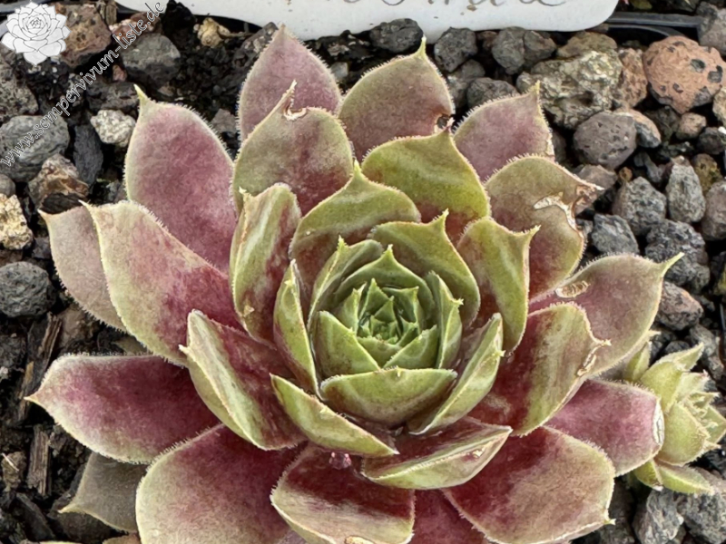 Mutter Tochter (NNG)