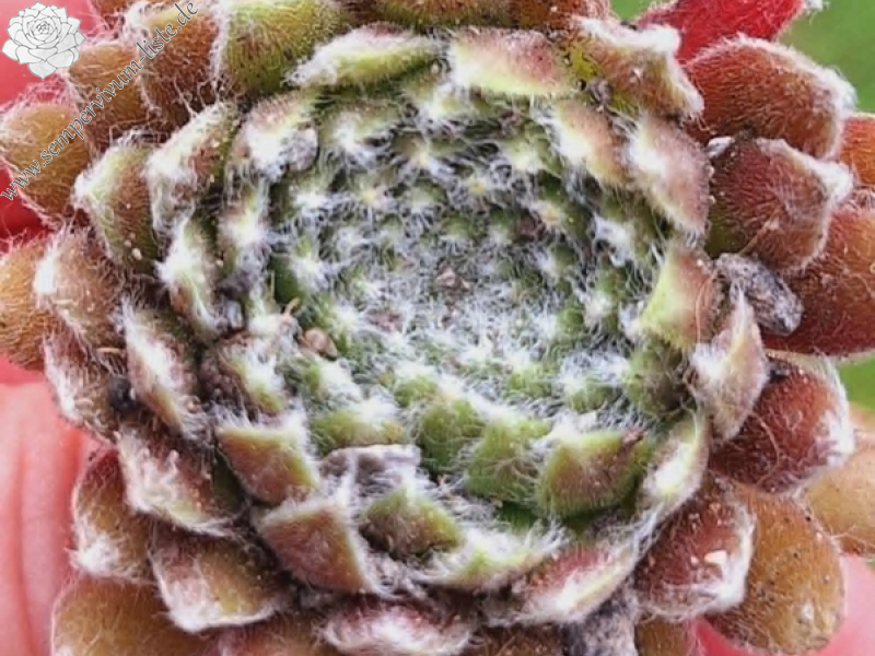 Primaballerina (NNG)