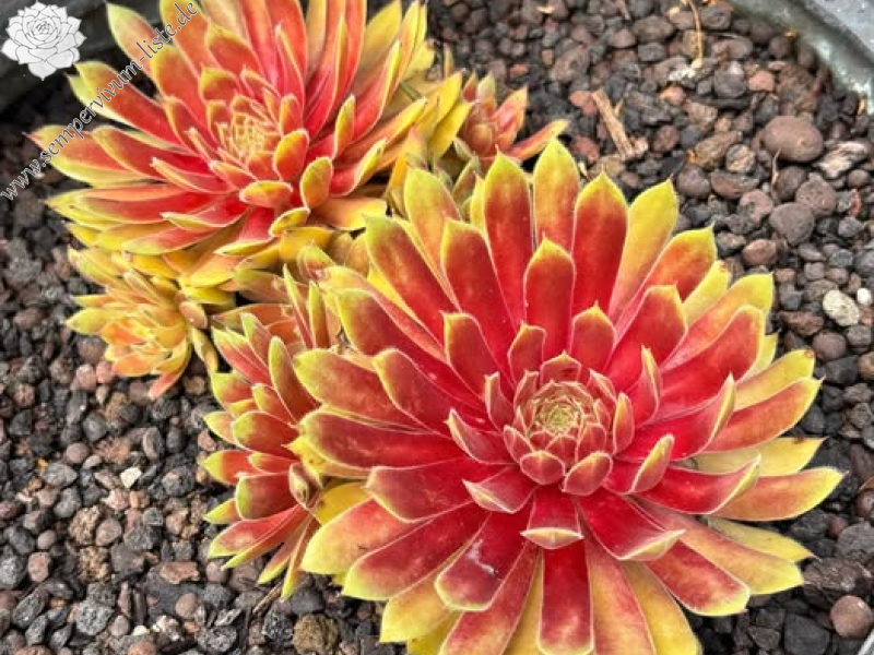 Chick Charmlettes® Princess Polly (Netzfund) Hansen