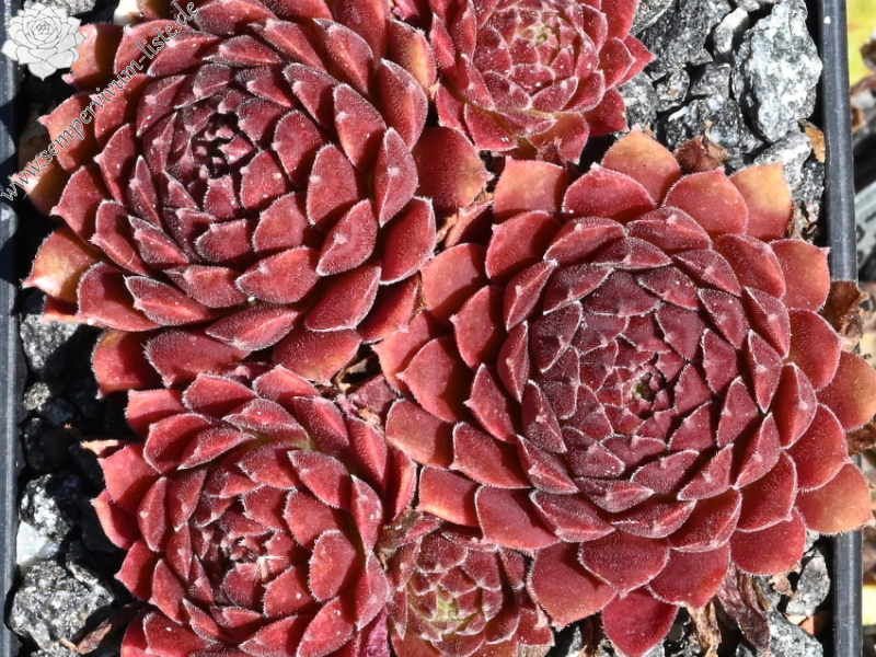 Coral Red®