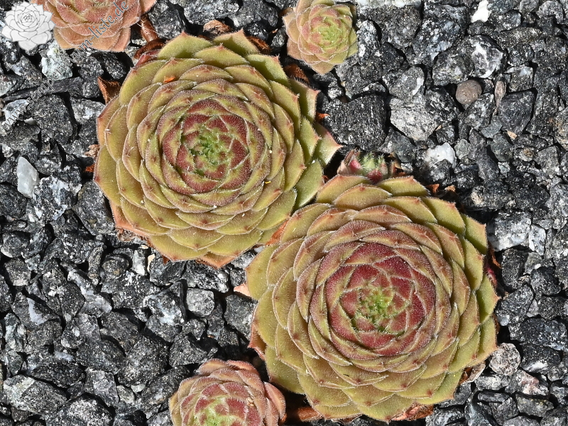 Korspelse Ecenur-Medine