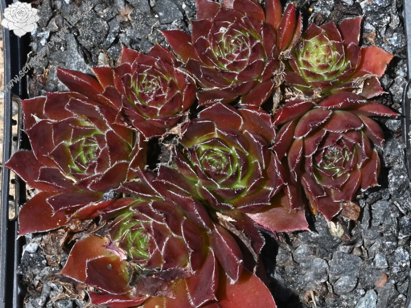 Bodmeier Beatrix / Jovi