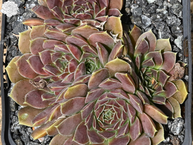 Earl von Linne / Jovi