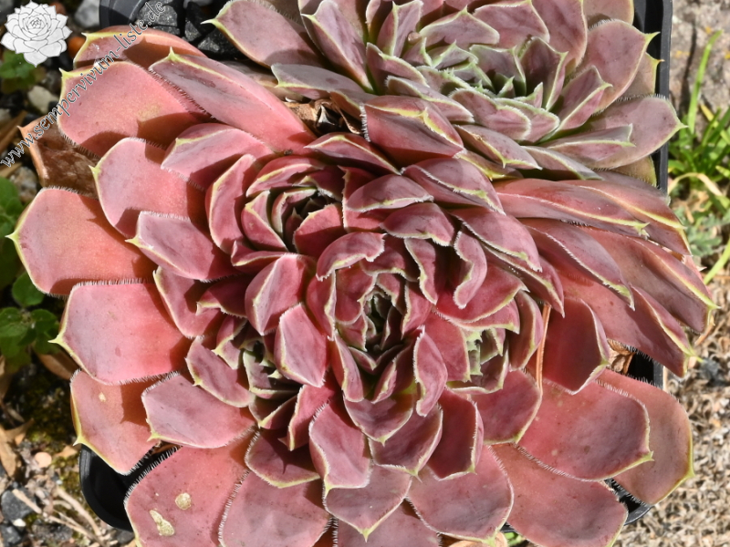 Gardenia / Jovi