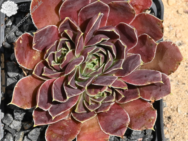 Haleakala / Jovi