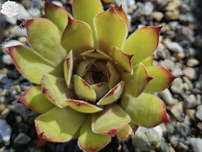 Smalltalk Roxy (NNG)