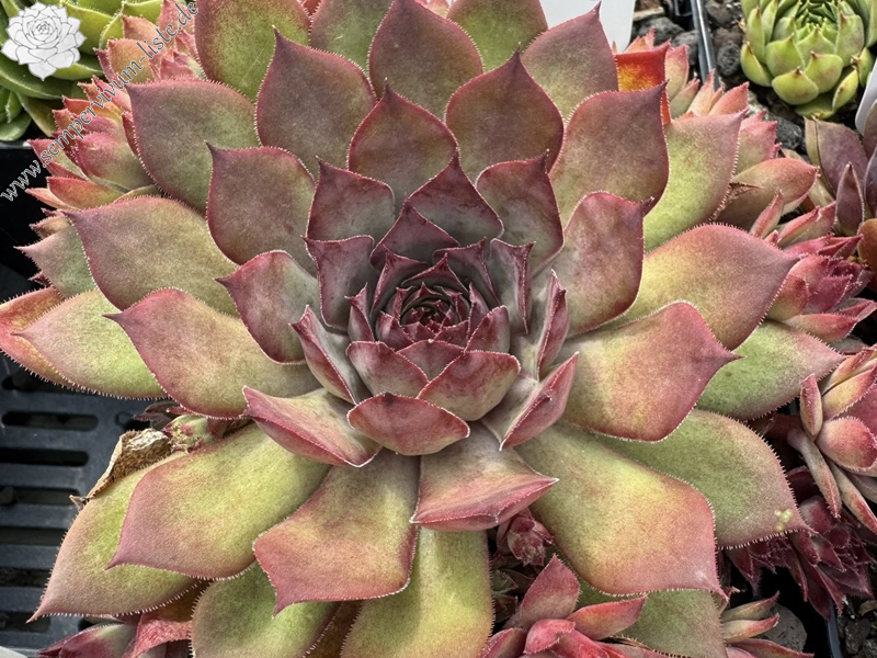 Caramba