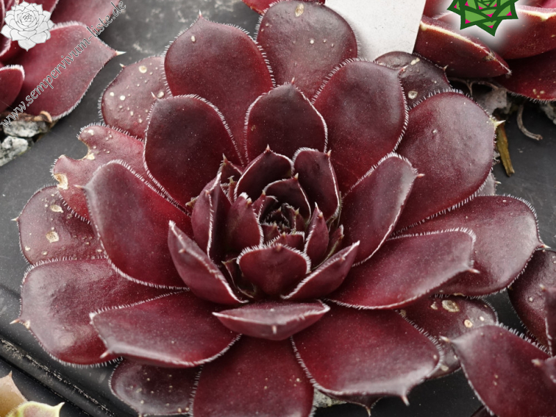 Hans im Glück / Jovi (Netzfund25)