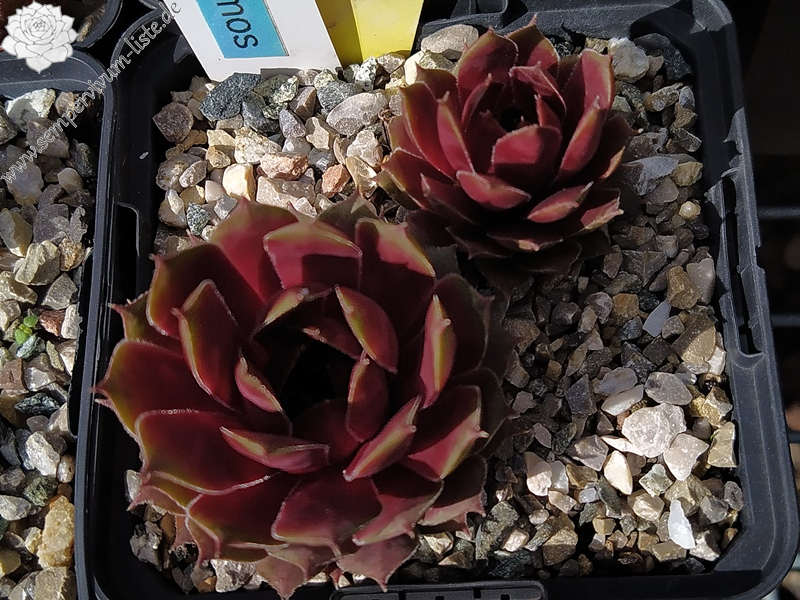 Red Kosmos