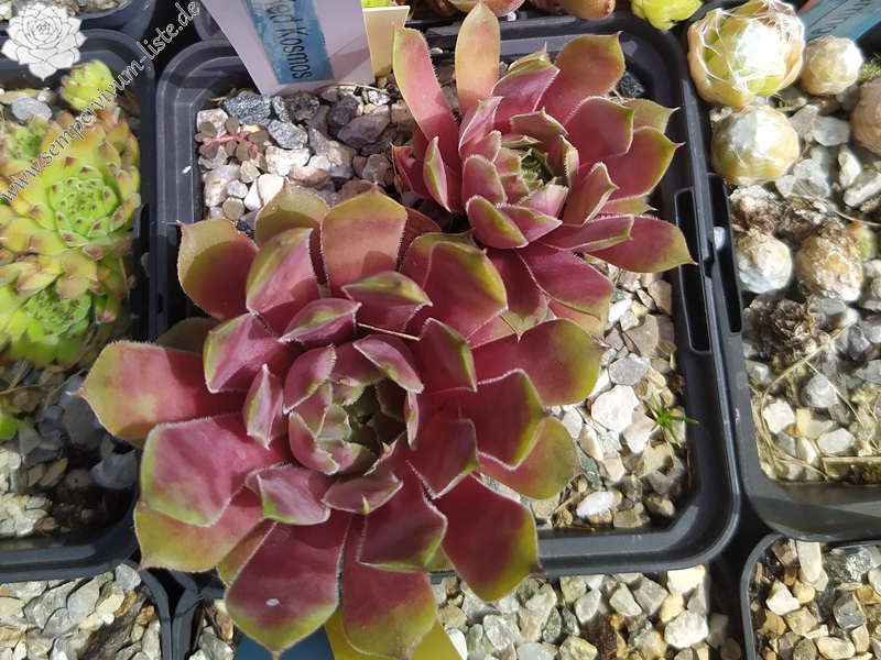 Red Kosmos