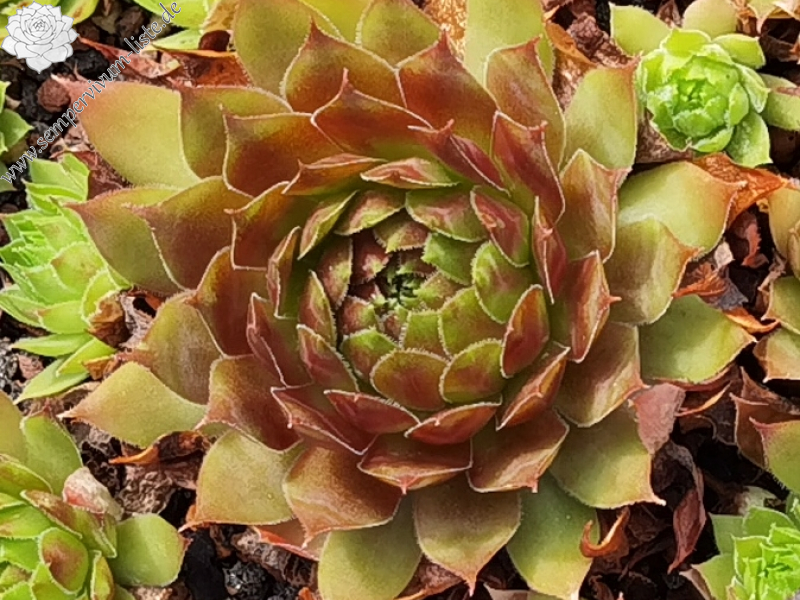 Floreana