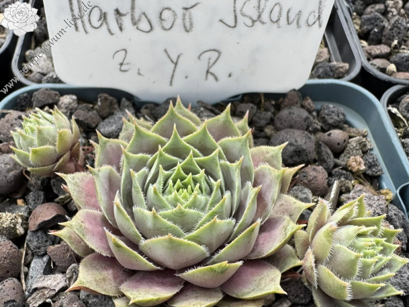 Harbour Island