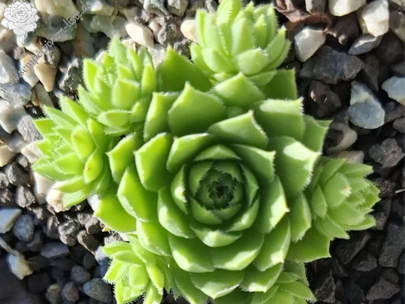 Kleiner Wasserfrosch_Jovi