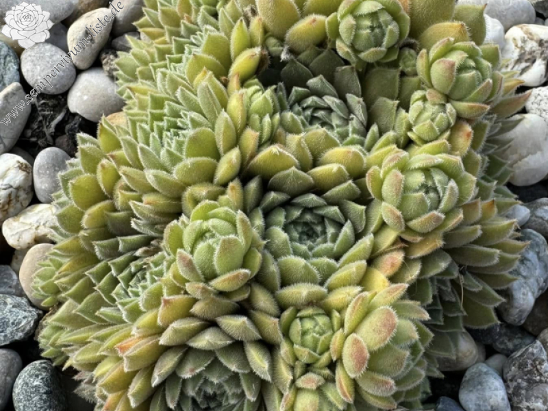 Mamamia