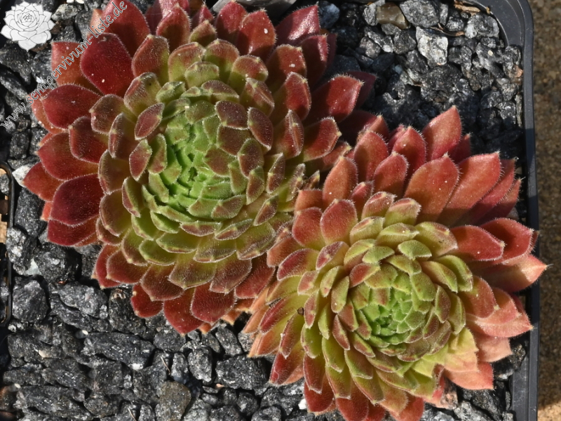 Ilike