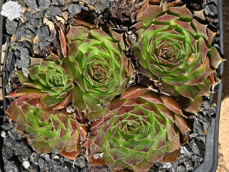 Korspel Midnight / Jovi