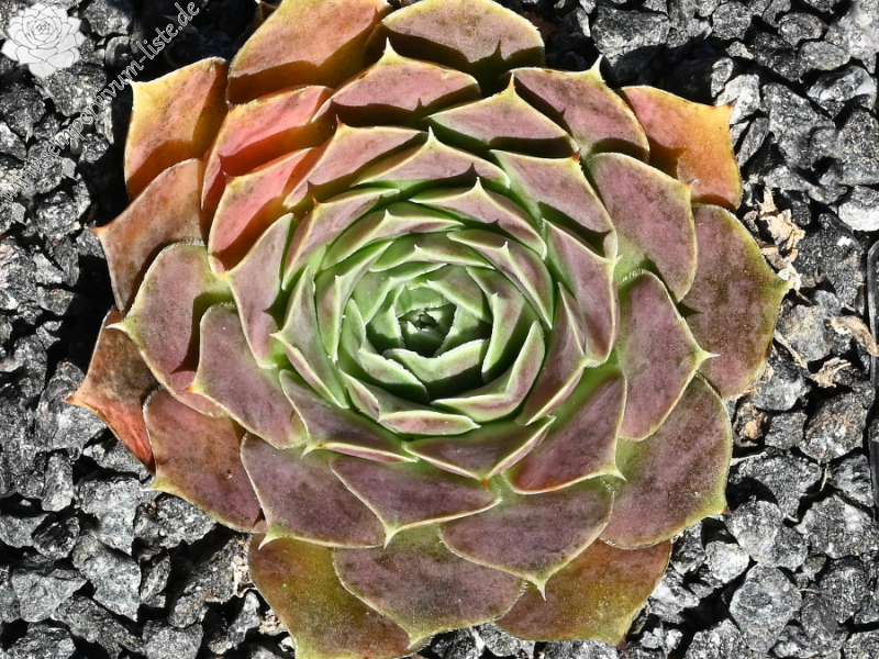 Pfälzer Ulli / Jovi