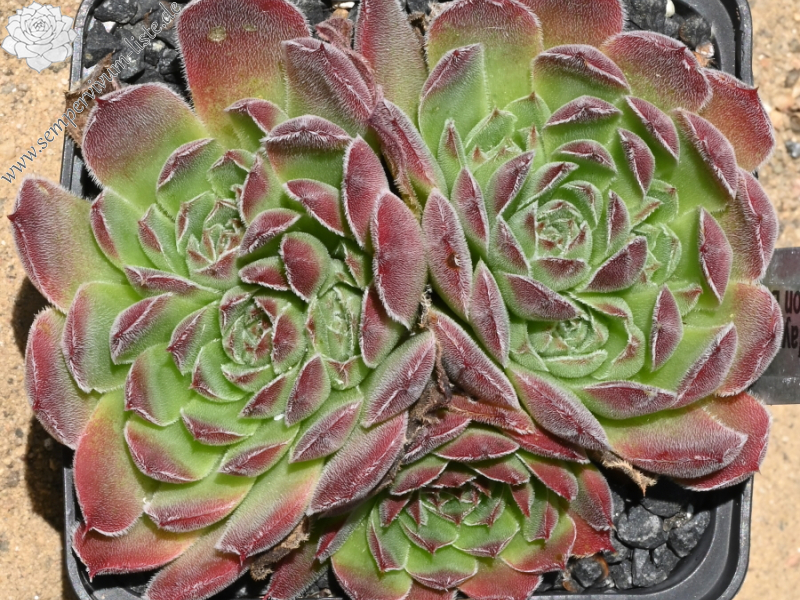 Vaya con Dios / Jovi