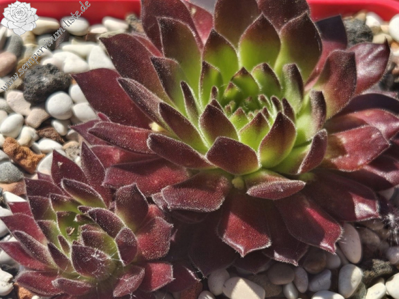 Waldviertler Gemütlichkeit