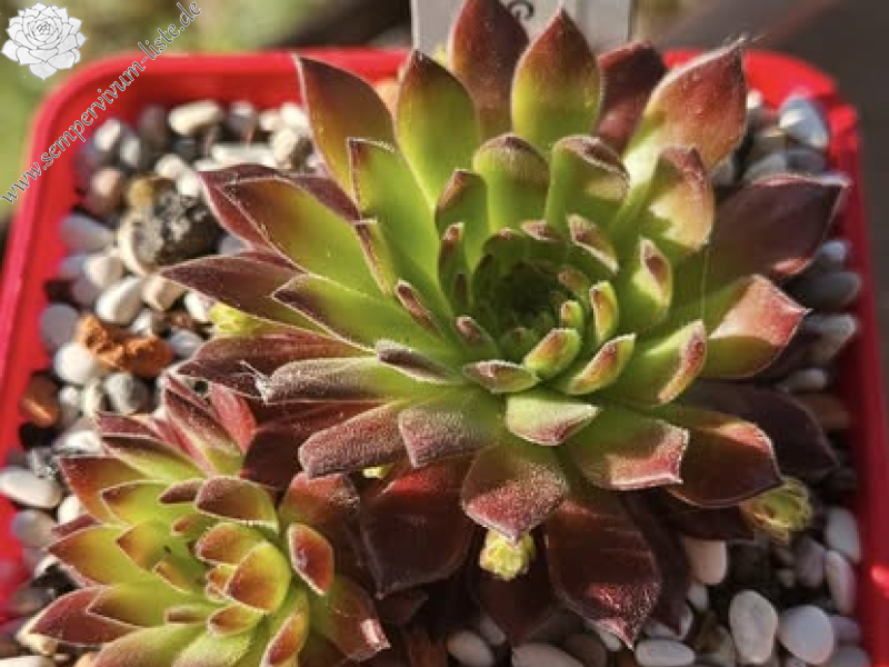 Waldviertler Gemütlichkeit