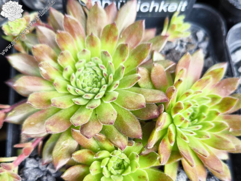 Waldviertler Gemütlichkeit