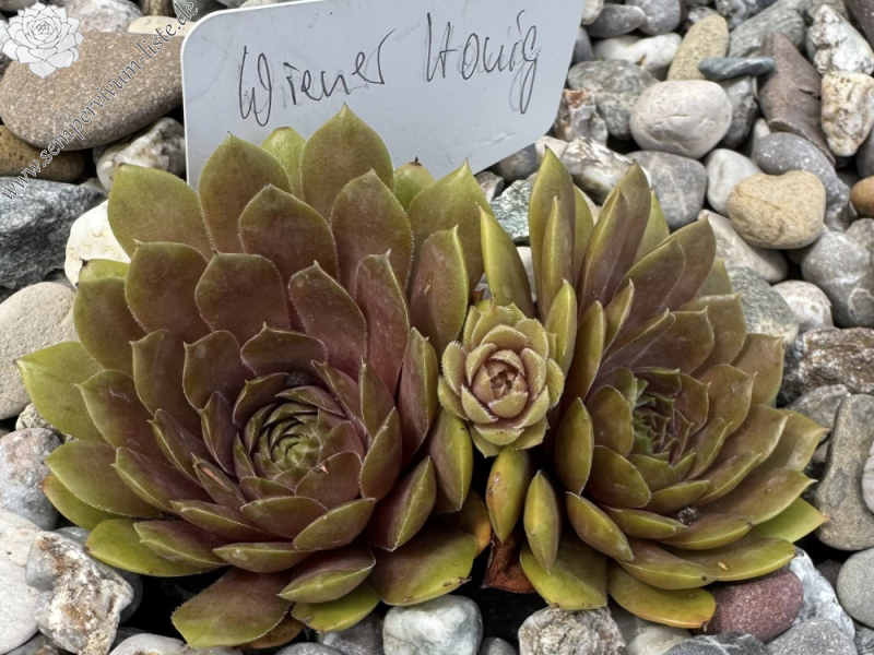 Wiener Honig