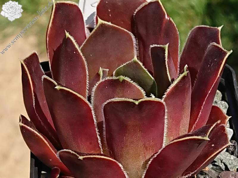 Winter Chocolate