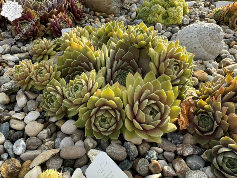Yellow Citrin