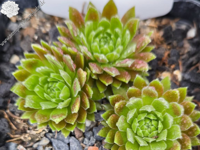 Devils Flame