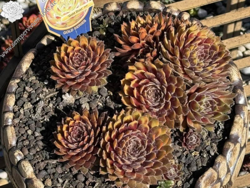 Chick Charms® Gold Dust