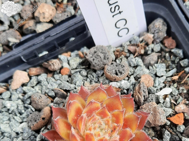 Chick Charms® Gold Dust