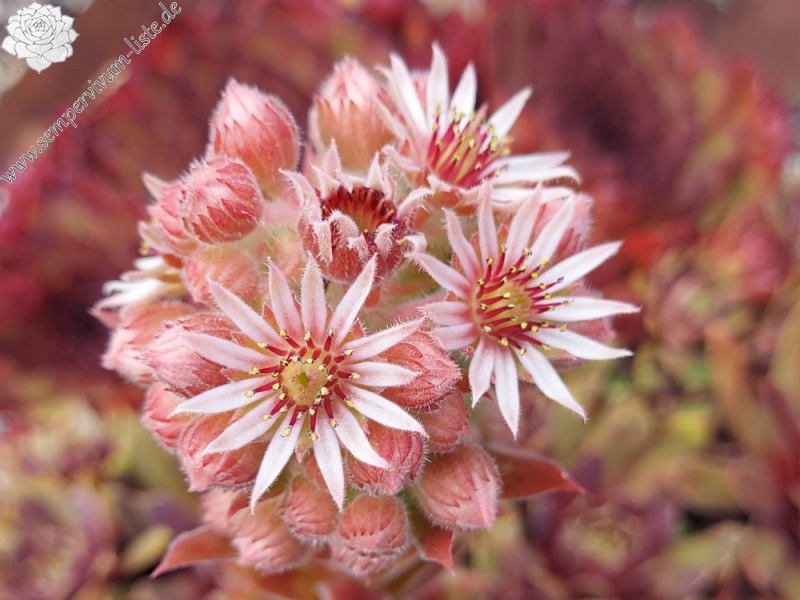 Chick Charms® Gold Mine