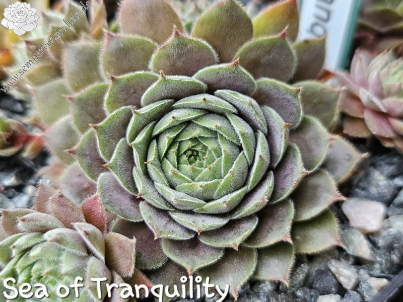 Sea of Tranquility (NG)