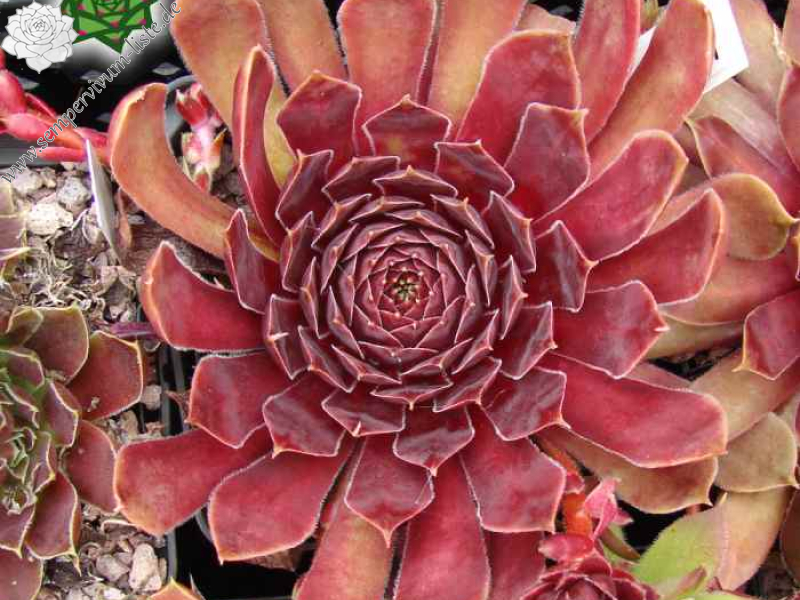 Wiener Karussell (II) (NG)