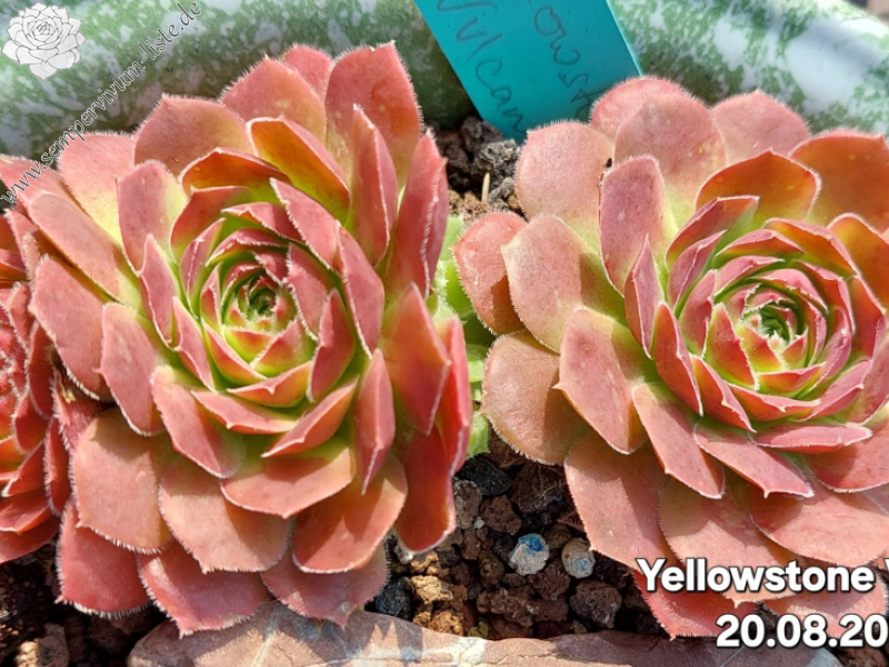 Yellowstone-Vulkan / Jovi