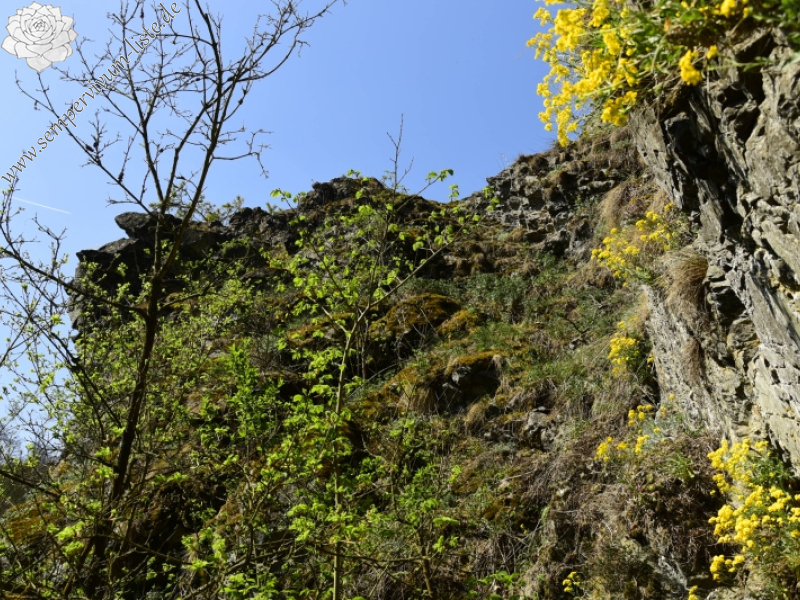 globiferum ssp. globiferum from Kněžská skála
