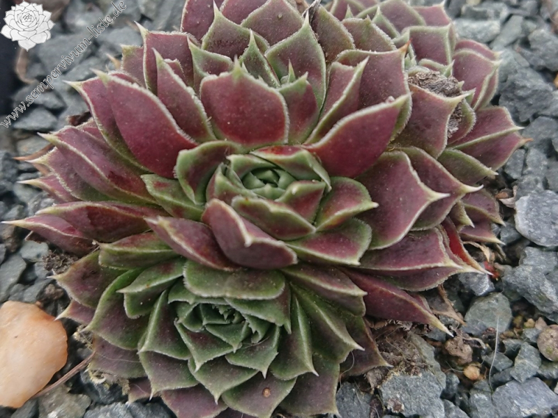 Marculina
