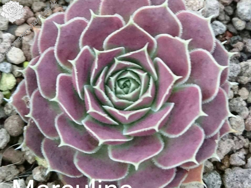 Marculina