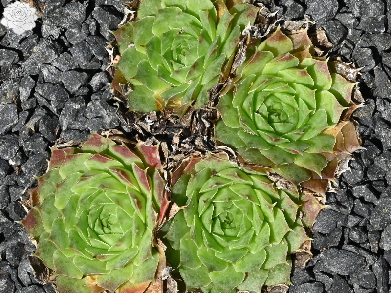 "heuffelii from ""Anthomorica""