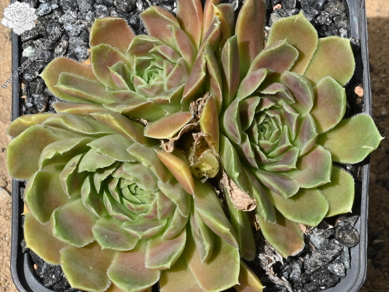 Ballet Dancer / Jovi