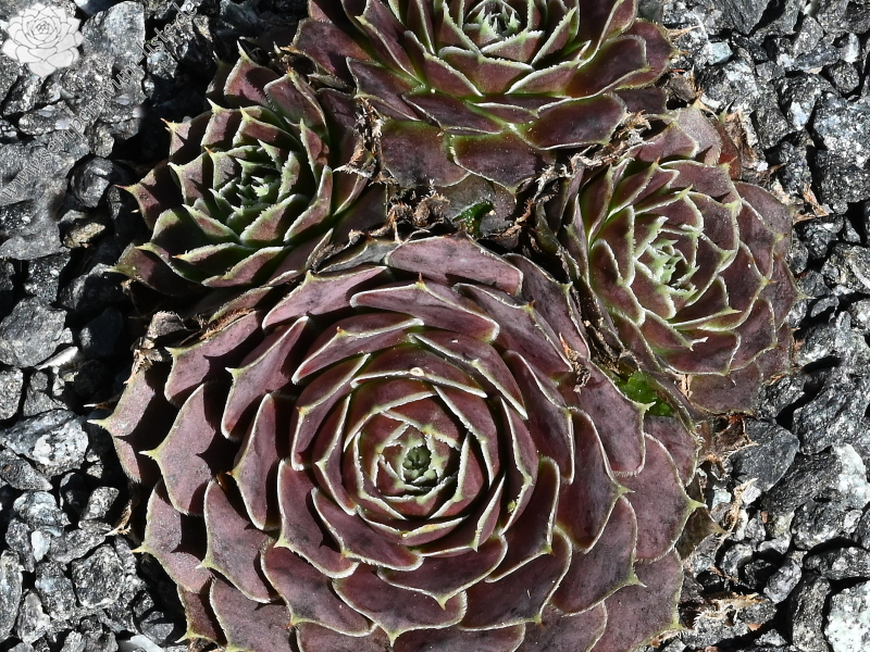 Cornelis Versteeg / Jovi