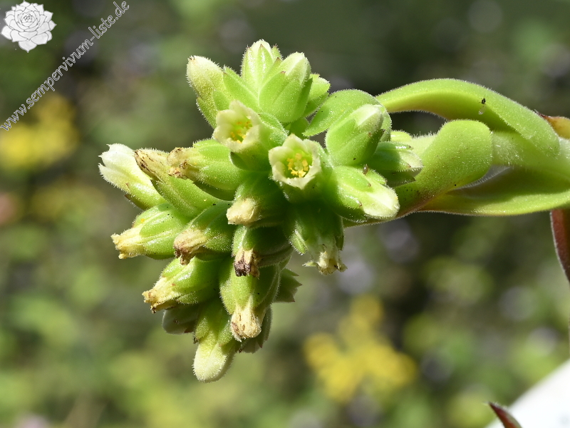 Diepvens Julia / Jovi