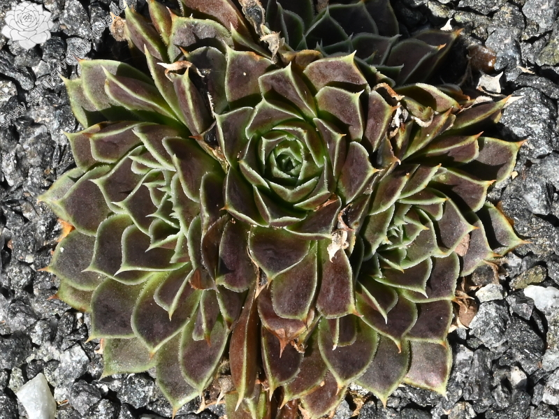 Glauca / Jovi