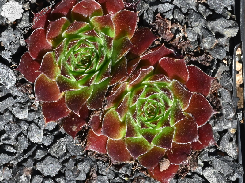 Hortensia / Jovi