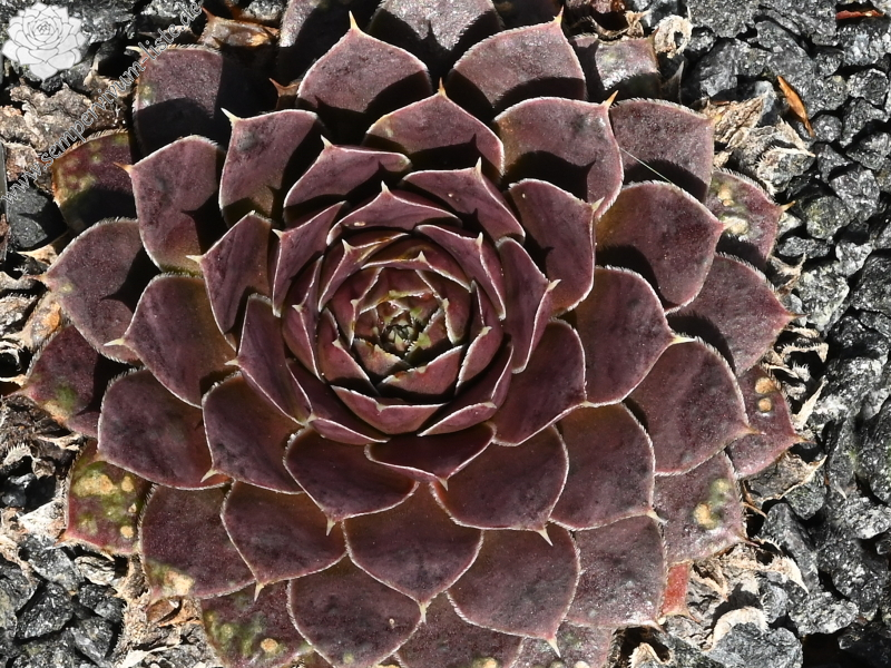 Korspel Dunkle Schone / Jovi