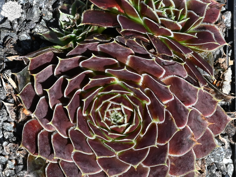 Korspelse Gheylle / Jovi